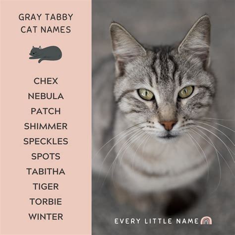 Cute Gray Cat Photos at Lois Carter blog