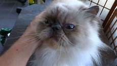 himalayan cats himalayan cats himalayan cats himalayan cats