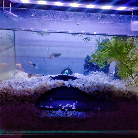 Bottom Dweller Underground Slope Cave Aquarium Aquascape Hideout Cave ...