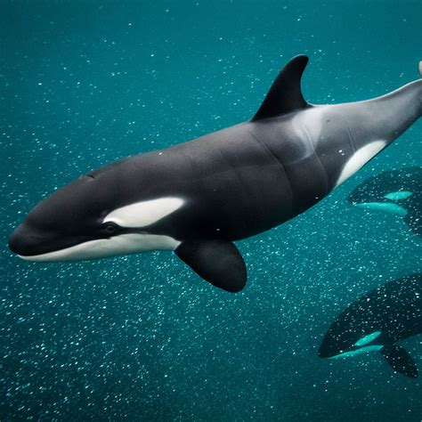 Porpoise Whale