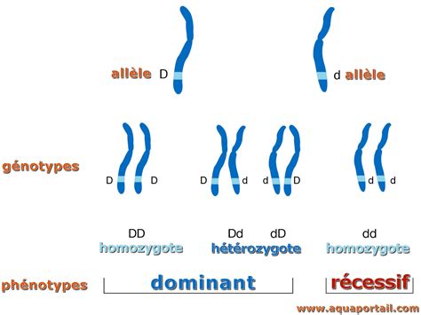 Allèle dominant : définition et explications