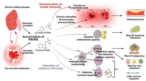 Chronic Kidney Disease-Associated Immune Dysfunctions: Impact of ...