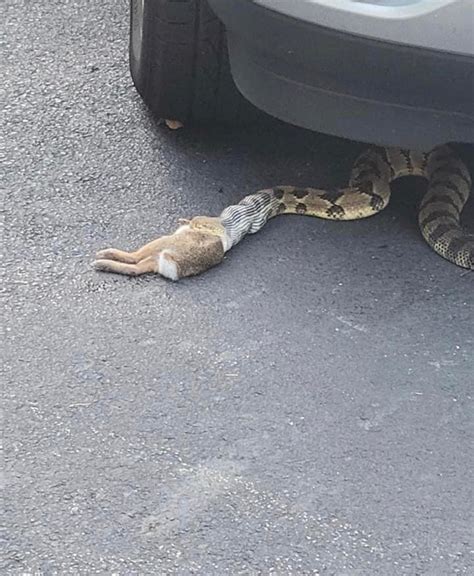 Image result for Python Eats Baboon