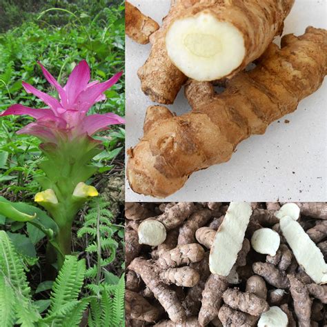 Wild Turmeric - Kasthuri Manjal - Curcuma Aromatica - 5 Rhizomes – M ...