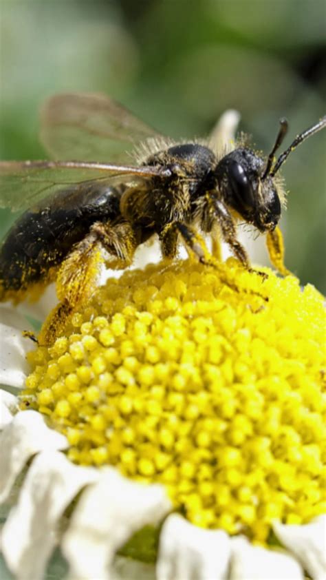 honey bee bite treatment what will you do if honey bee bites you health tips ntr03 | मधमाशी ...