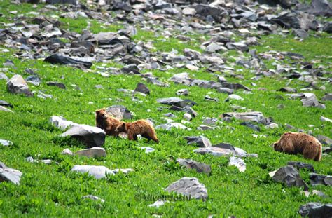Eco Travel: Dachigam National Park, Jammu & Kashmir - India's Endangered - endangered animals in jammu and kashmir