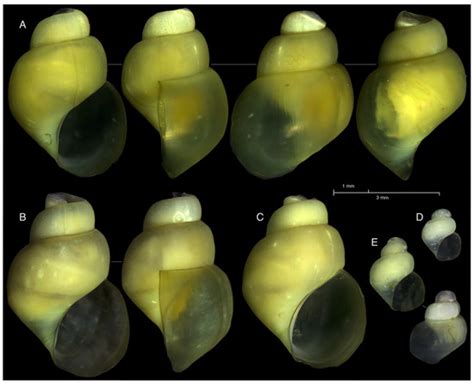 Who Lives in the Hot Heart of the Cold Sea? A New Species of Provanna ...