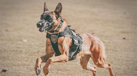 Cobb County police release description of alert system after K9 dies in ...