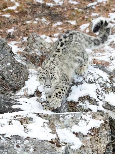 Camouflage Snow Leopard