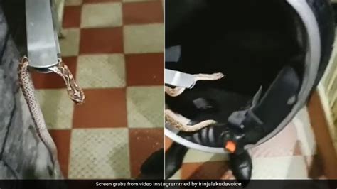 हेलमेट में छिपा बैठा था सांप, जैसे ही शख्स ने लगाया, तो हुआ कुछ ऐसा कि ...