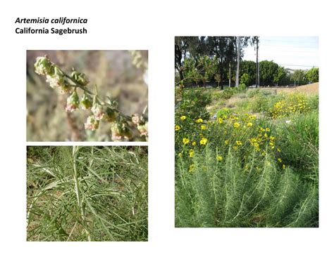 Q artemisia californica | PDF
