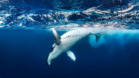 Bing Wallpaper Whale 的图像结果
