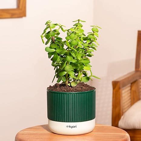 Kyari Good Luck Jade Plant with Green Self Watering Pot - Mylo 3.5 Inch ...