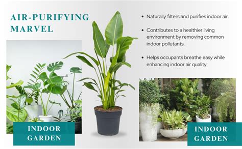 PLANT STORE® Travellers Palm Live Plant for Indoor and Outdoor Garden ...