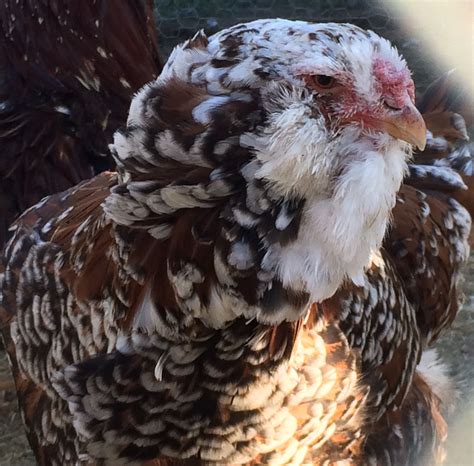 Spangled Russian Orloff hen at Rare Feathers Farm. | Poultry farm ...