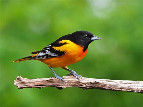 State birds across America: See the state bird for all 50 states
