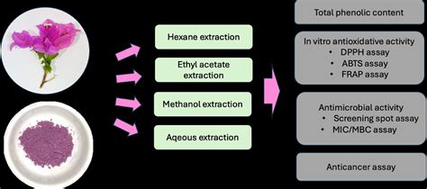 Exploring Bougainvillea glabra flowers: a promising source of natural ...