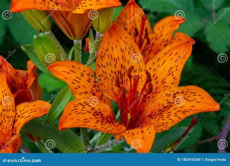 Lily. it is a Genus of Plants Belonging To the Liliaceae Family Stock ...