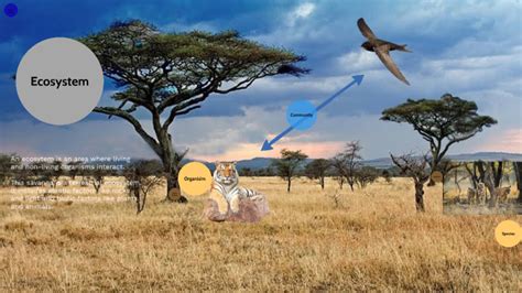 Tiger Ecosystem by ravneet ba on Prezi