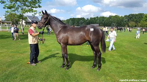 Rambling Alley | Horse Profile, Pedigree, Form, Race Record - netkeiba