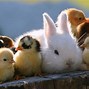 Image result for Cute Baby Animal Backgrounds