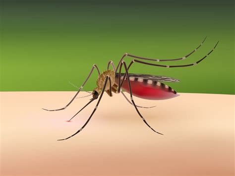 Dengue Treatment : गजब.. वैज्ञानिकों ने बना ली डेंगू की खास दवा ...