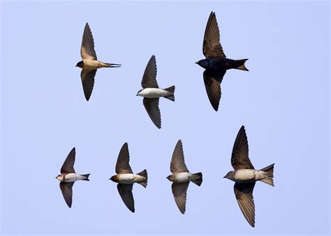Identification of Swallows in Flight — Chicago Bird Alliance (formerly ...