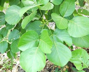 Indiana Herbalife Palas Tree Plant Price in India - Buy Indiana ...