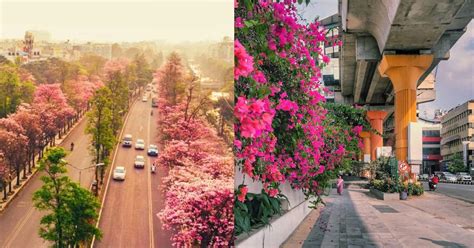 Pictures Of Bangalore Blooms That Are Breathtakingly Beautiful ...