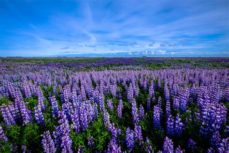 Purple Wildflowers Field