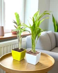 Areca Palm - Zamia Green ZZ Indoor- Combo Of 2 Plants for Living Room ...