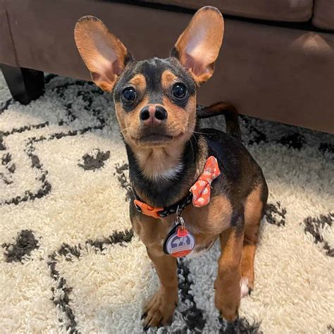 How Big Will A Dachshund Chihuahua Mix Get