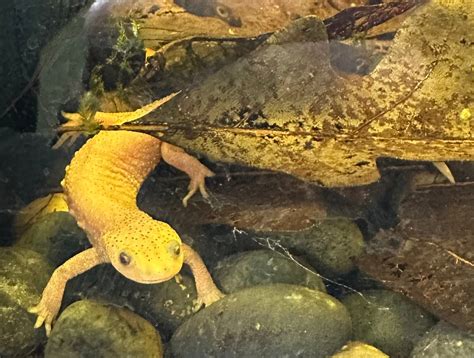 Leucistic Spanish Ribbed Newt – Cold Blooded Kingdom