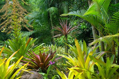Tropical Garden Plants