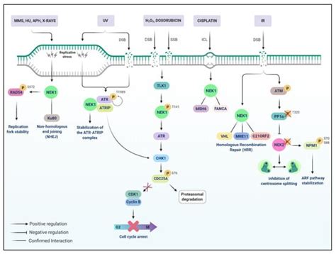 On Broken Ne(c)ks and Broken DNA: The Role of Human NEKs in the DNA ...