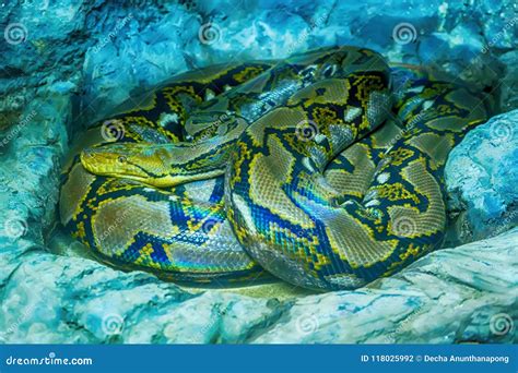 Reticulated Python Power 的图像结果