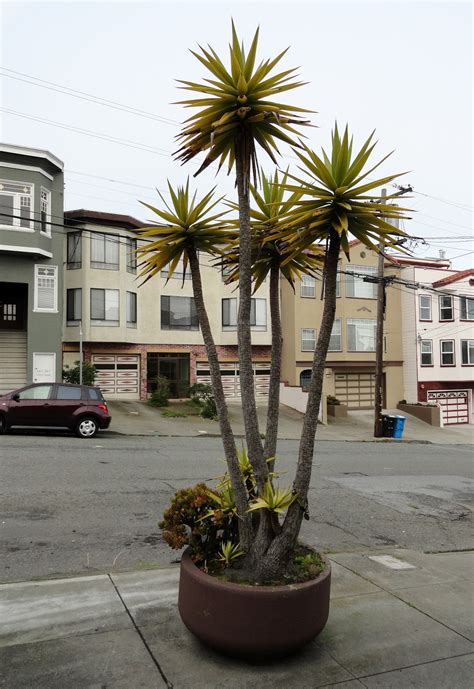 danger garden: Three days of plant focused madness…