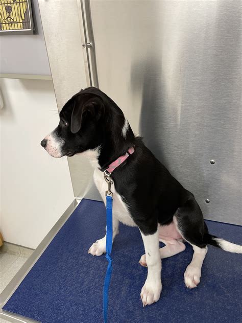 FAIRMONT VETERINARY HOSPITAL - Fairmont WV - Hours, Directions, Reviews ...