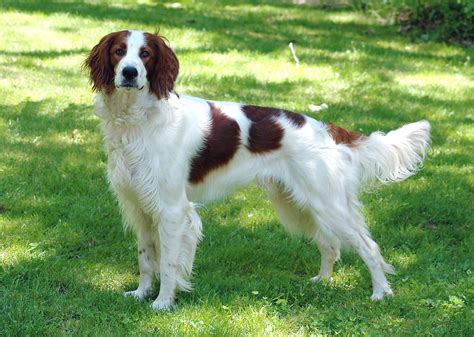 Irish Red and White Setter Dog Breed Information | Red and white setter ...