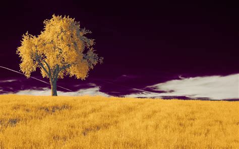 a tree in a field with a purple sky 5k Mac Wallpaper Download ...