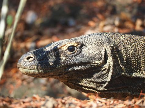 Close up of Komodo Dragon Head · Free Stock Photo