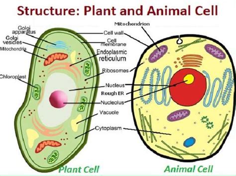 prepare a model of plant cell and animal cell - Brainly.in