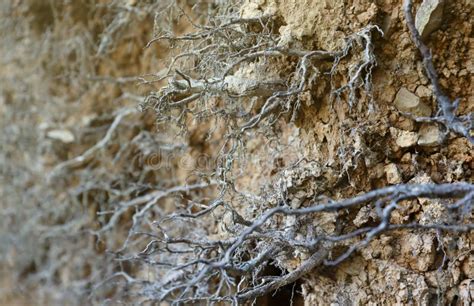 Earth Dirt 的图像结果