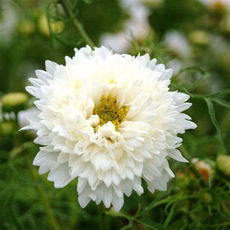 Cosmos Seeds - Double Click - White Knight | Bulk Flower Seeds | Bulk ...