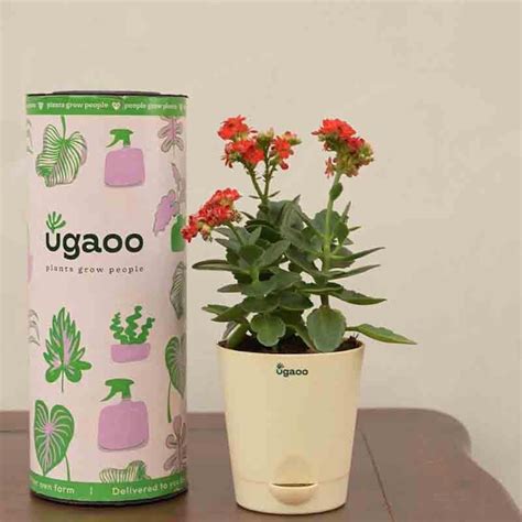 Buy Ugaoo Kalanchoe Plant - Red Online in India | Vaaree