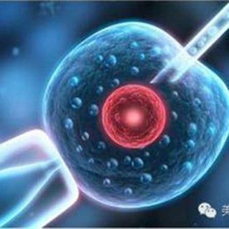 2pn胚胎是不是优质胚胎？移植成功率说明了一切 - 久久助孕网