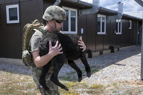 U.S. Medical and Military Police Soldiers Conduct Canine Tactical ...