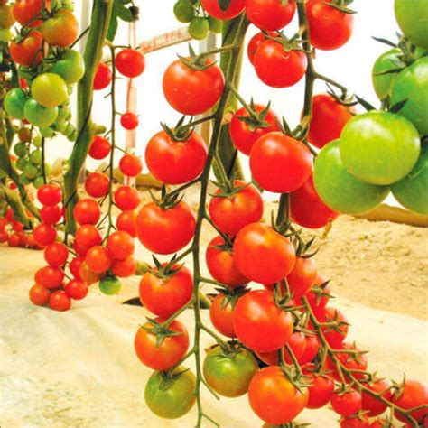 Tomato " Red Vine " Exotic 100 Vegetable Seeds – Floral Treasure