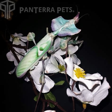 Buy Giant Devil's Flower Mantis (I. diabolica) for sale at PanTerra Pets