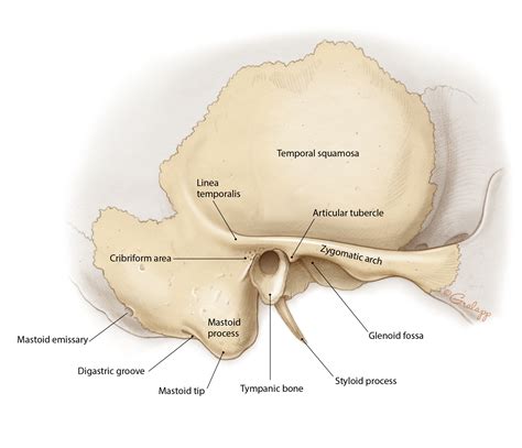 Petrous Temporal Bone